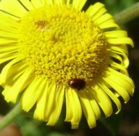 Sphaerosoma piliferum